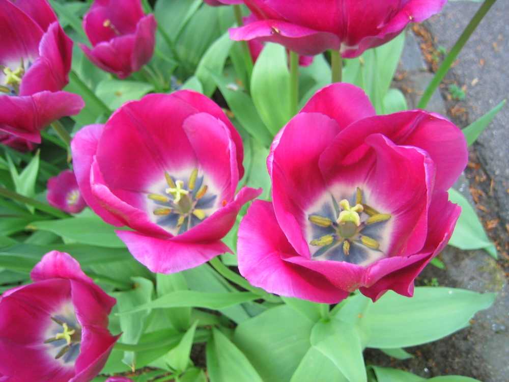 Tulipa cultorum 'Negrita' (Mittelfrühe Tulpe)